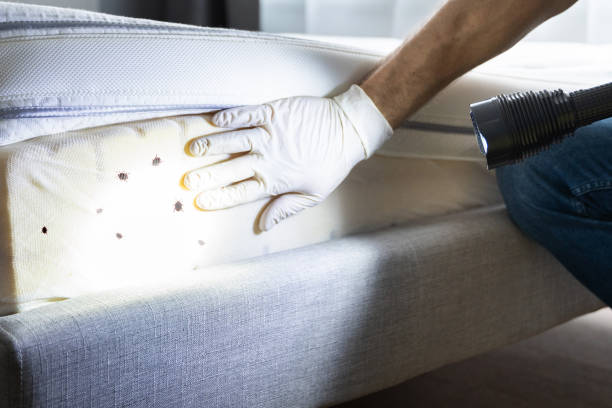 Best Insect Control  in Dumont, NJ