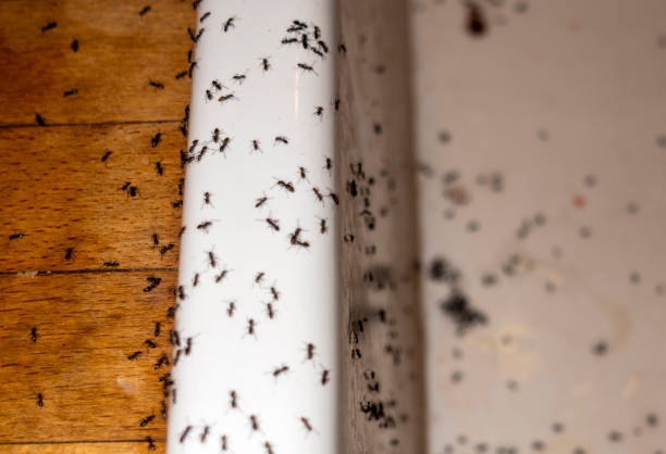 Best Residential Pest Control  in Dumont, NJ